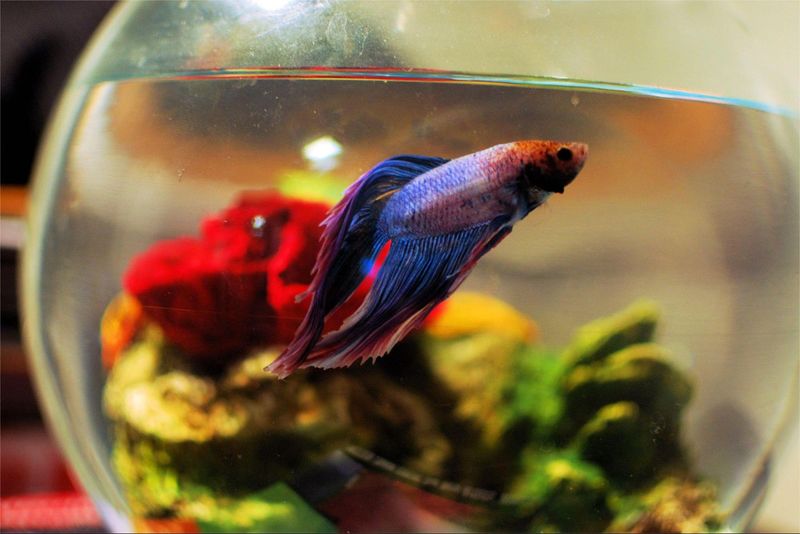 Con: Limited Fish Variety