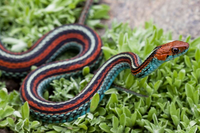 San Francisco Garter Snake