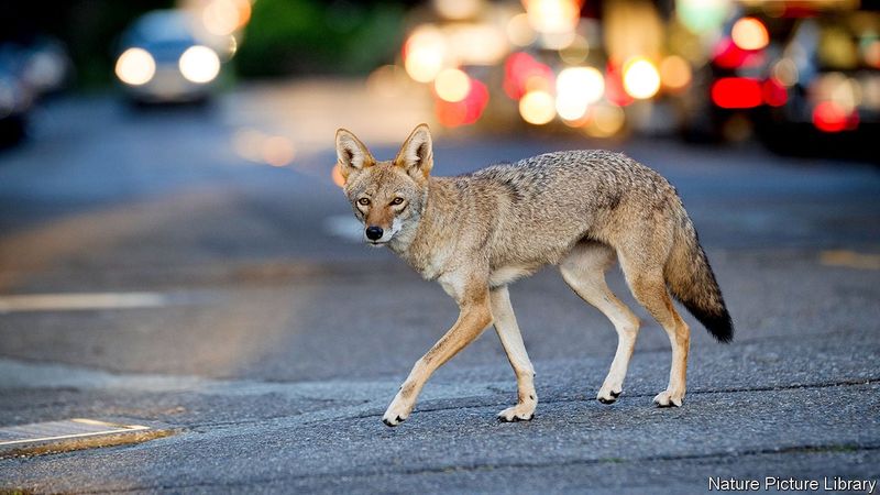 Coyote