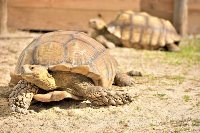 Slow Reproduction