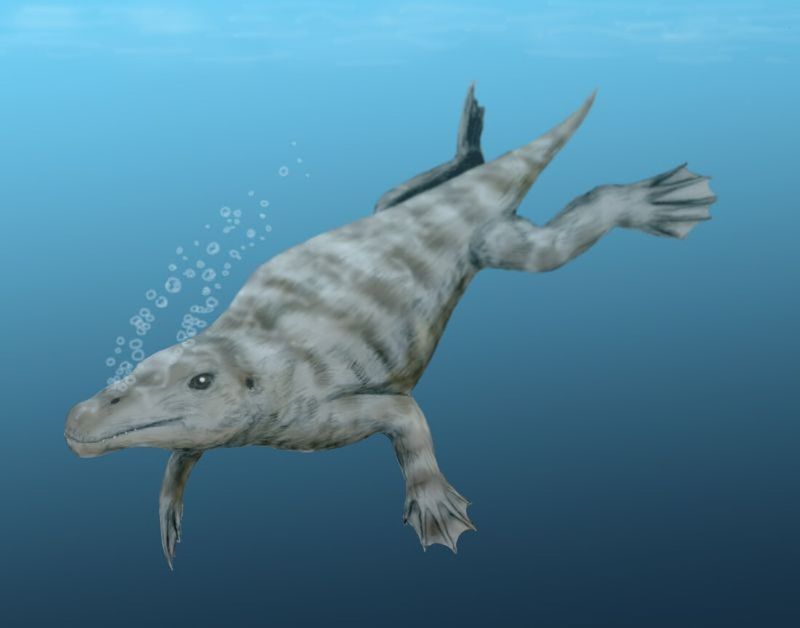 Georgiacetus