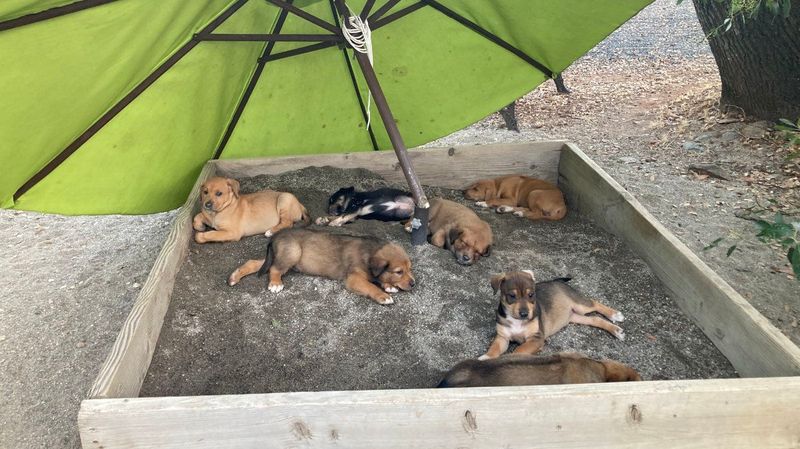 Create Shaded Resting Spots