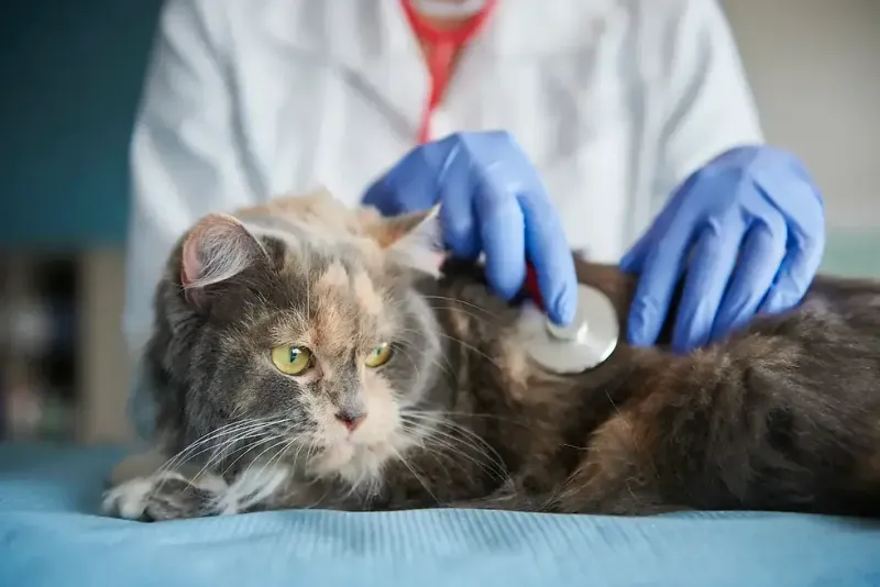 Consult with a Veterinarian