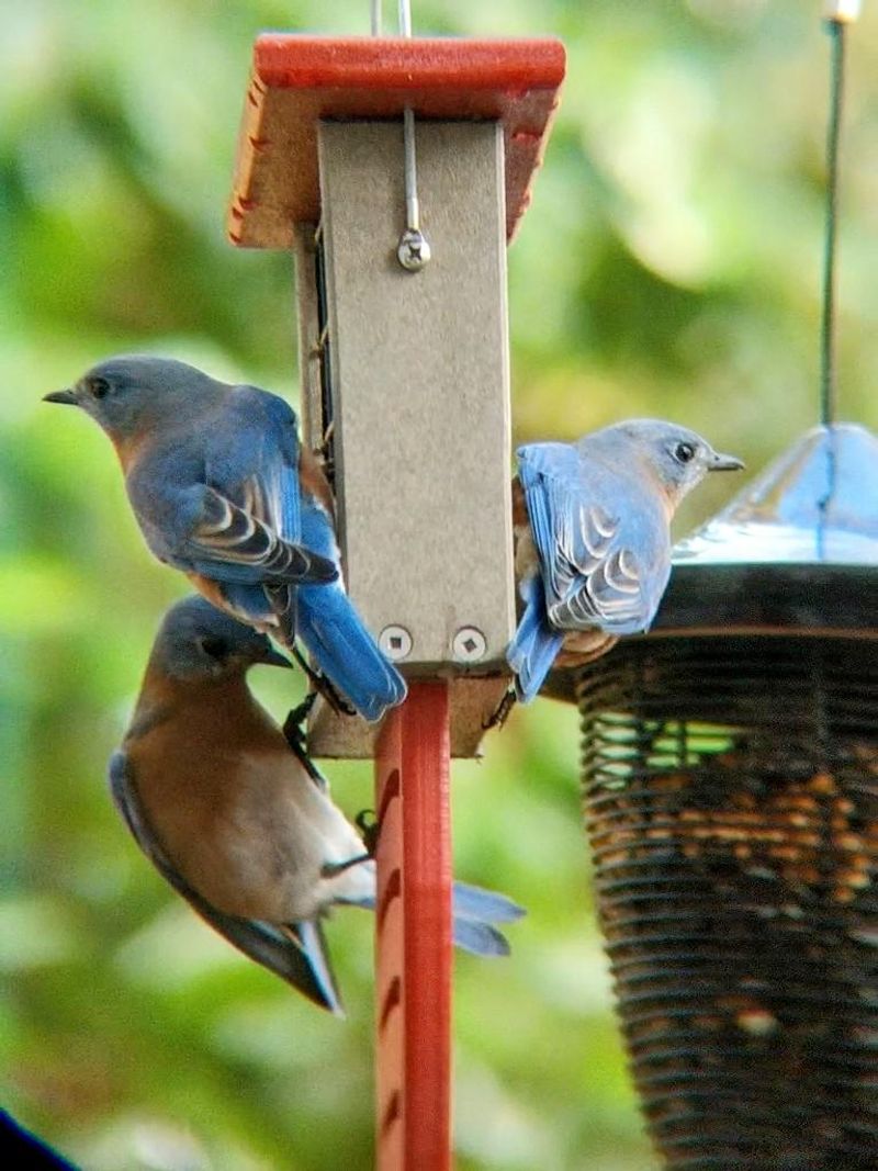 Incorporate Suet Feeders