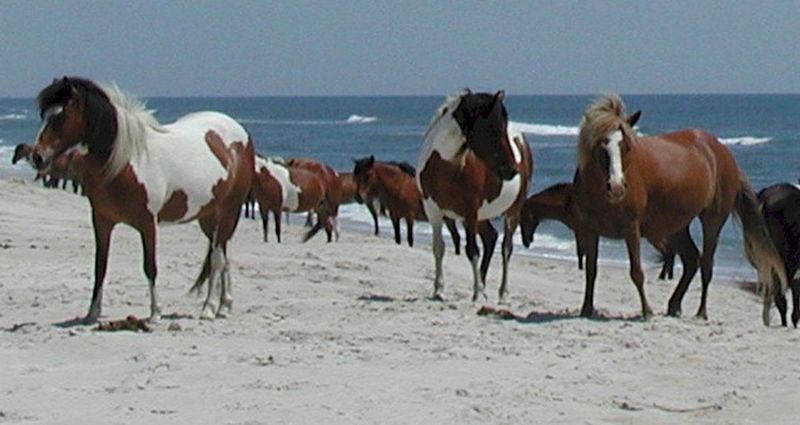 Assateague Island Wild Ponies