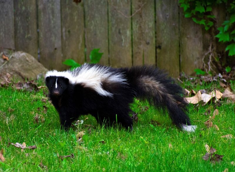Skunk