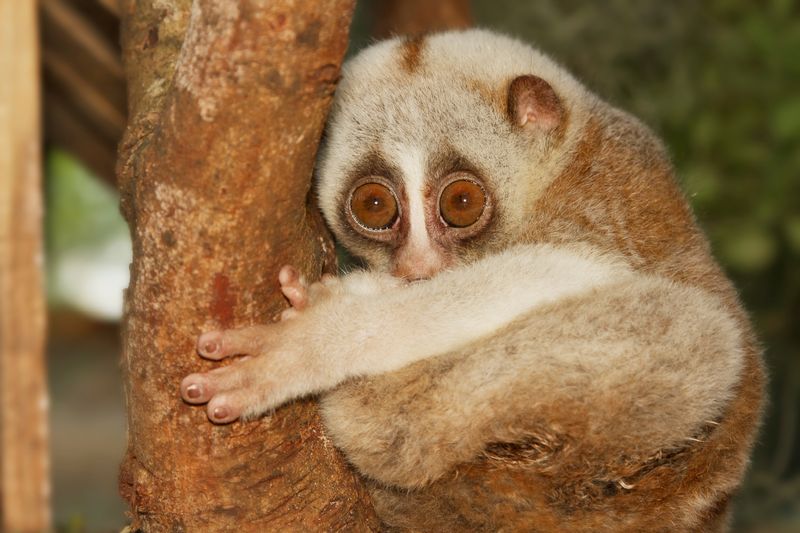 Slow Loris
