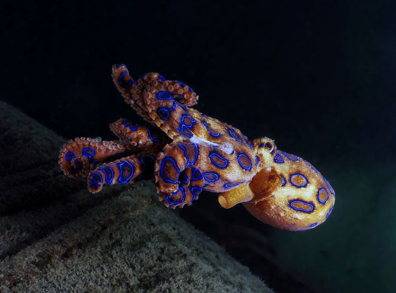 Blue-Ringed Octopus