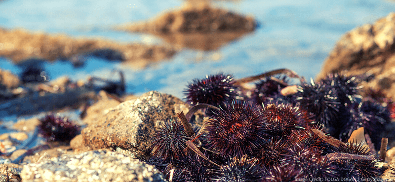 Sea Urchin
