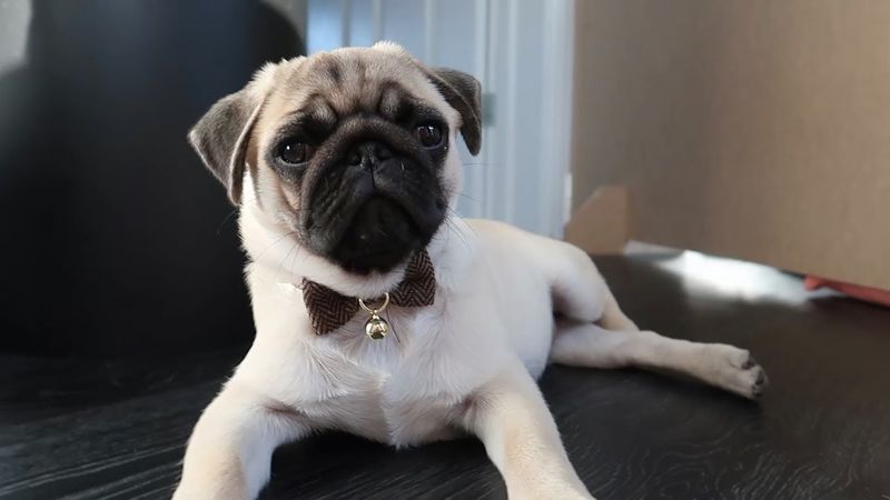 Pug