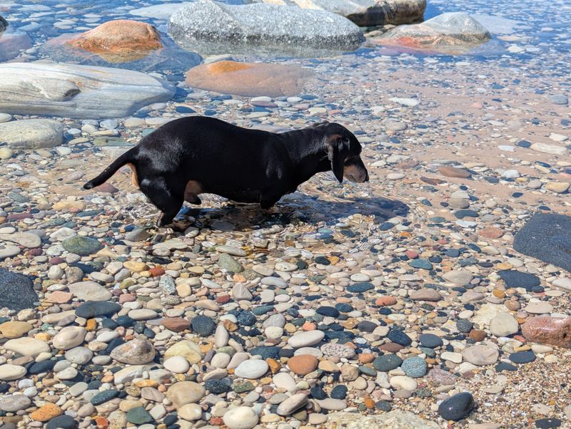 Dachshund