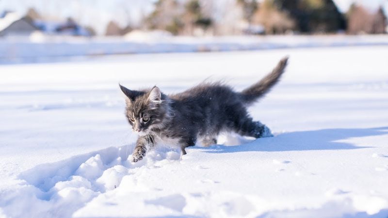Maine Coon