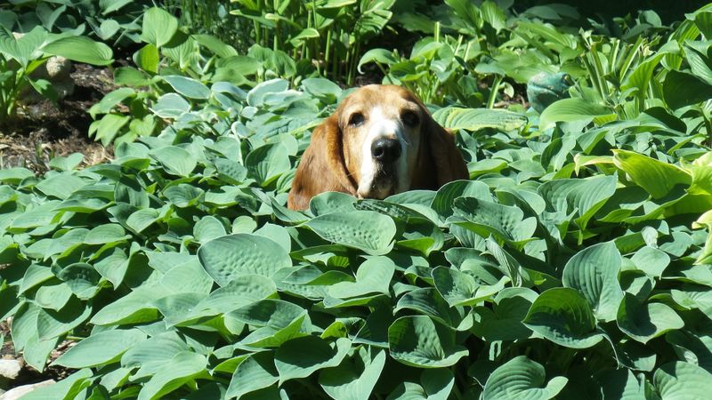 Basset Hound