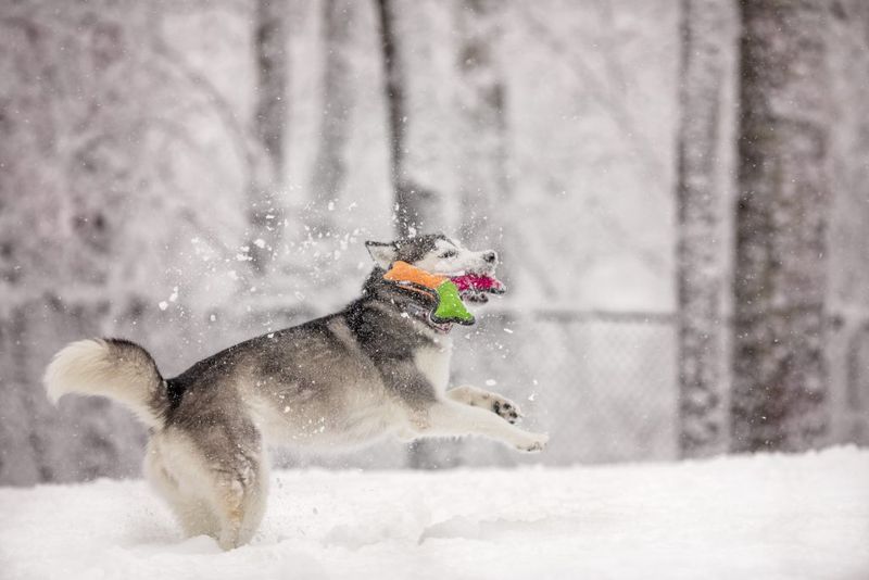 Siberian Husky