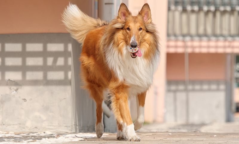Collie