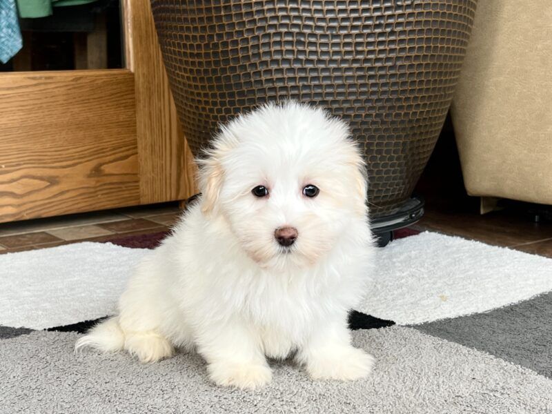 Coton de Tulear