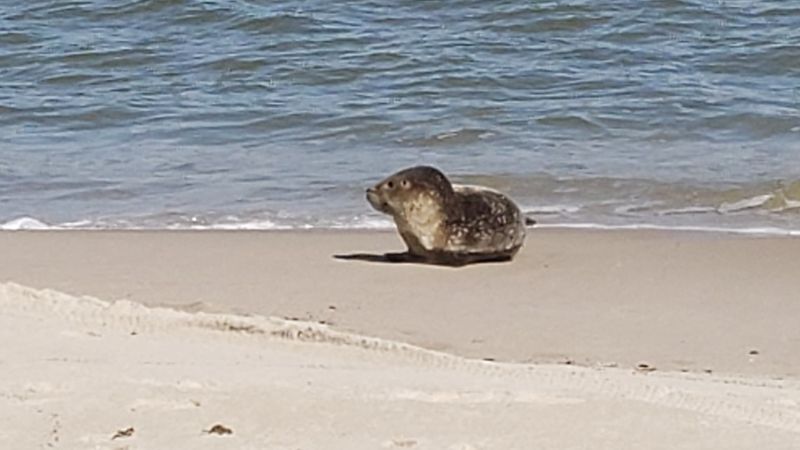 Virginia Beach, Virginia