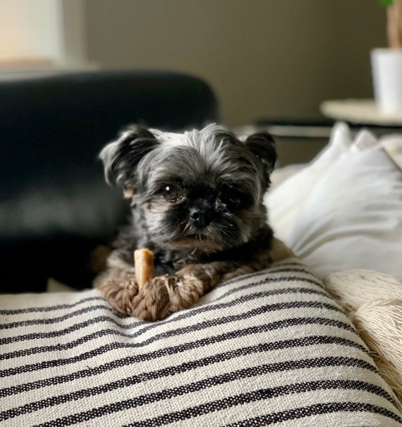 Griffonshire (Brussels Griffon & Yorkie)