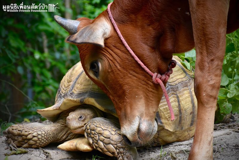 Simon the Cow & Leonardo the Tortoise