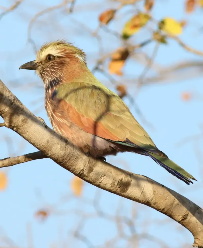 Purple Roller
