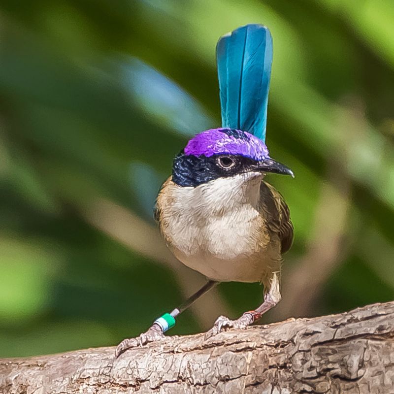 Purple Crowned Fairy