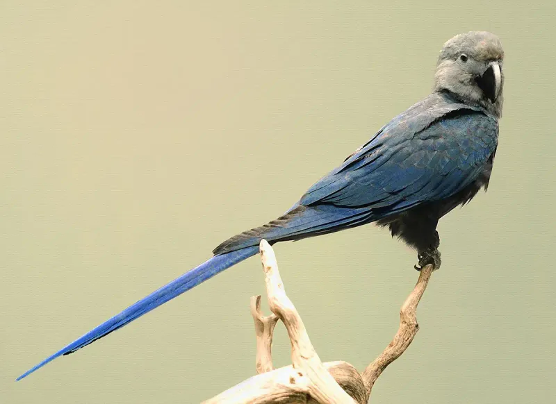 Spix’s Macaw