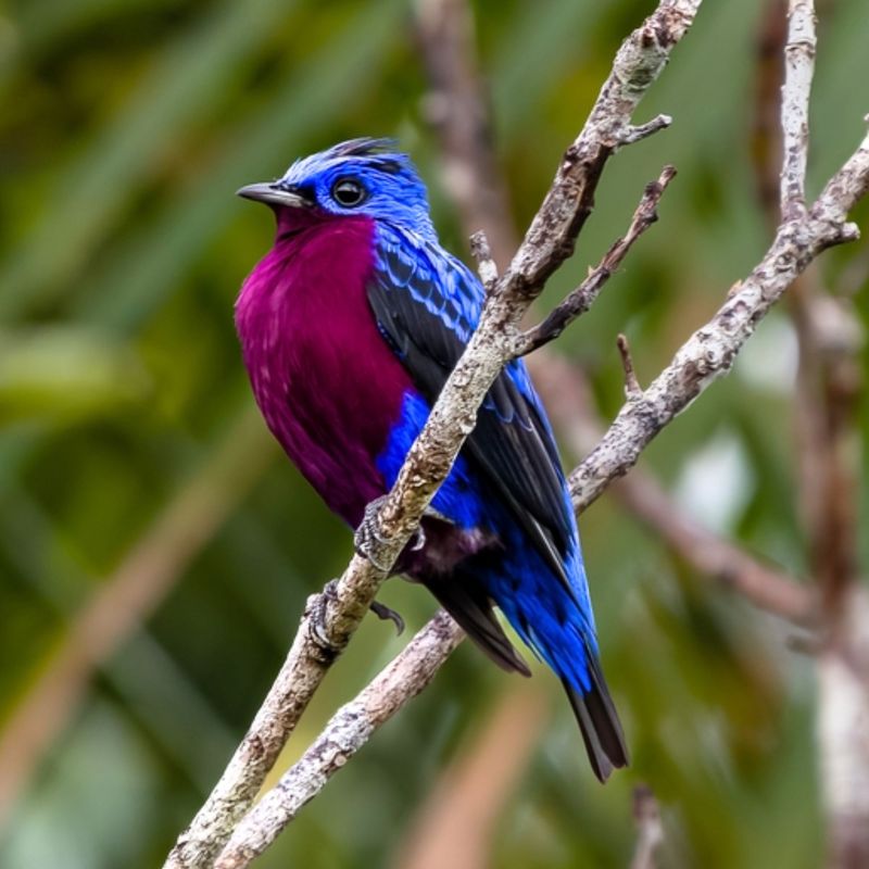 Purple-breasted Cotinga