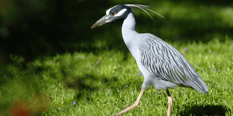 Yellow-crowned Night Heron
