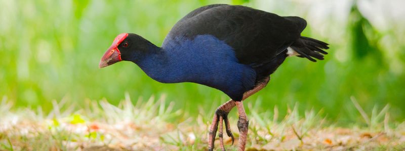 Purple Swamphen