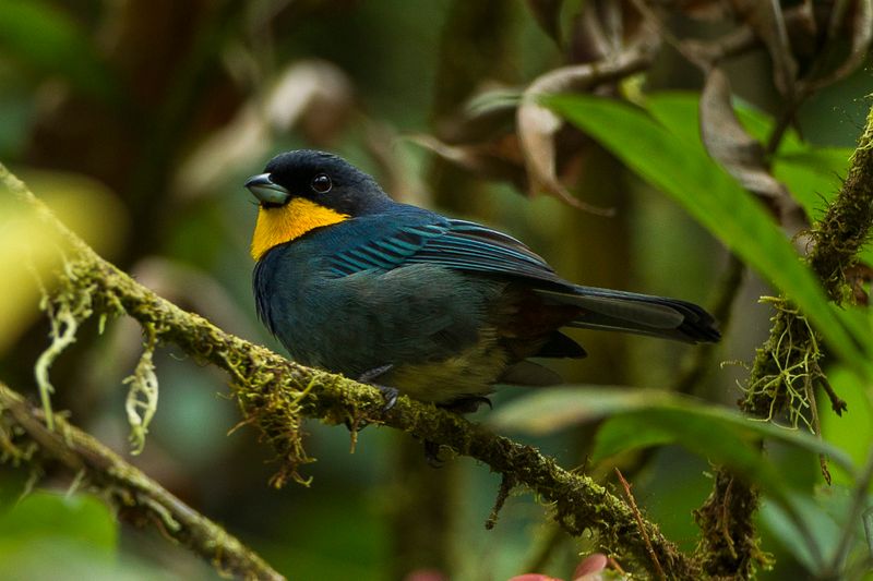 Purplish-mantled Tanager