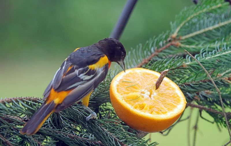 Baltimore Oriole