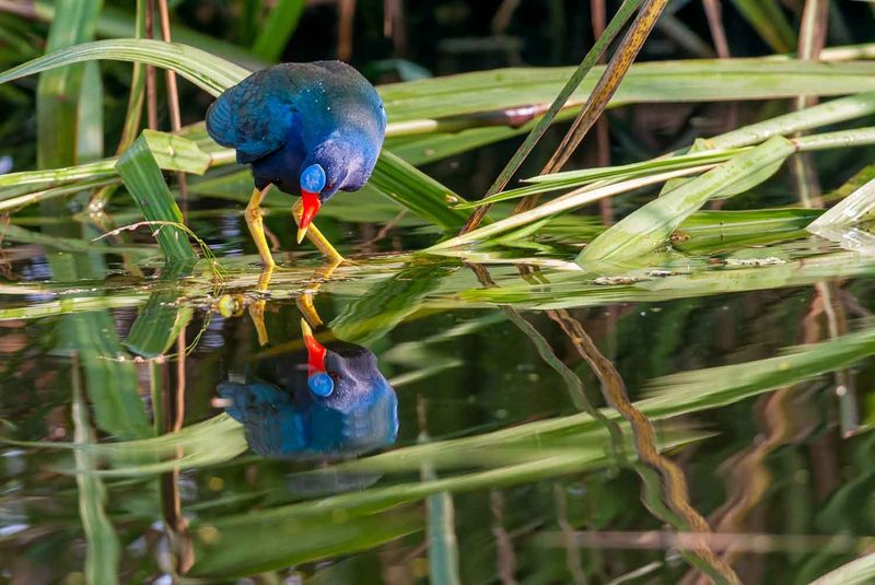Purple Gallinule