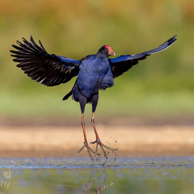 Purple Swamphen