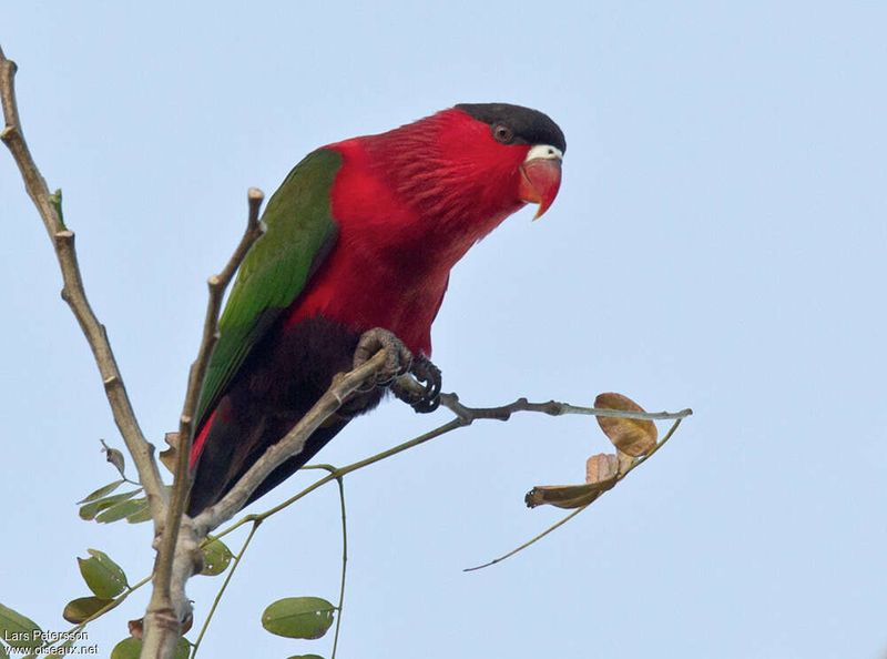 Purple-bellied Lory