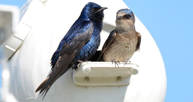 Purple Martin