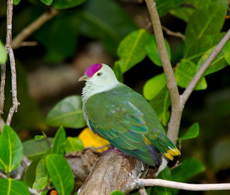 Purple-capped Fruit Dove