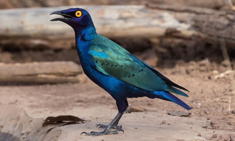 Purple Starling