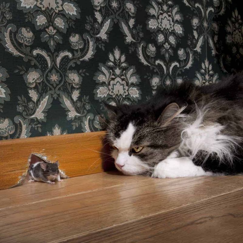 The Play-Hunt Paradox