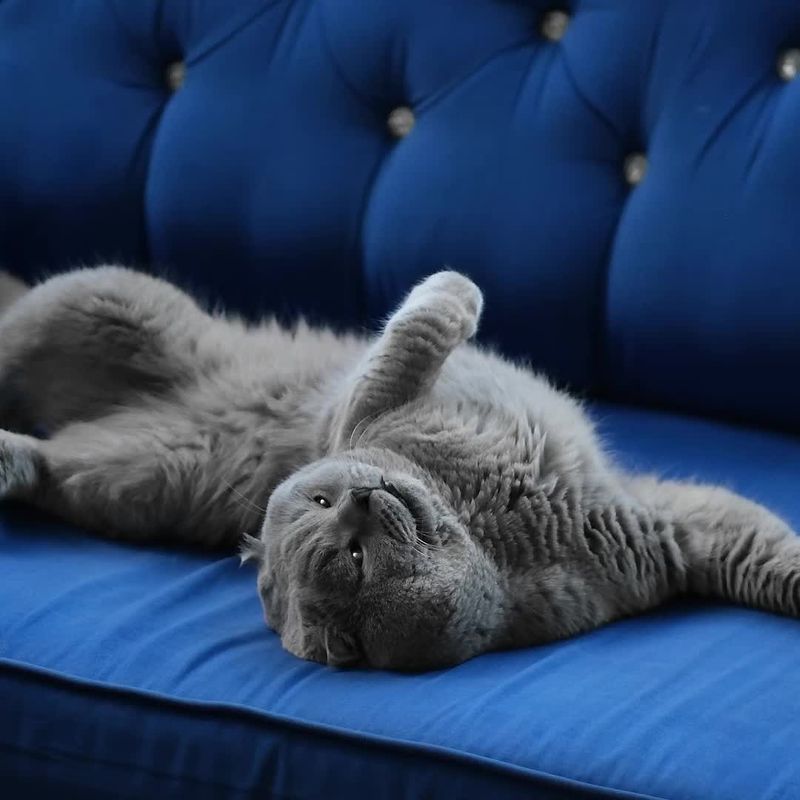 Showing Their Belly