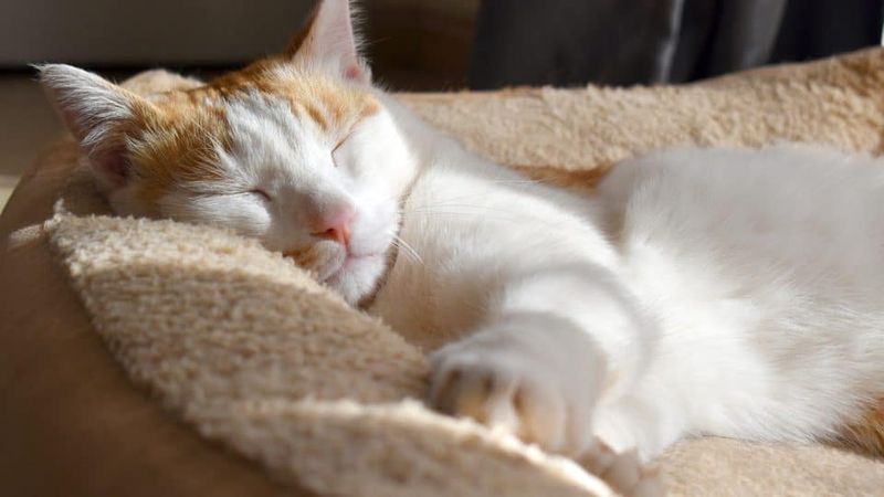 Increased Sleeping (False Alarm)