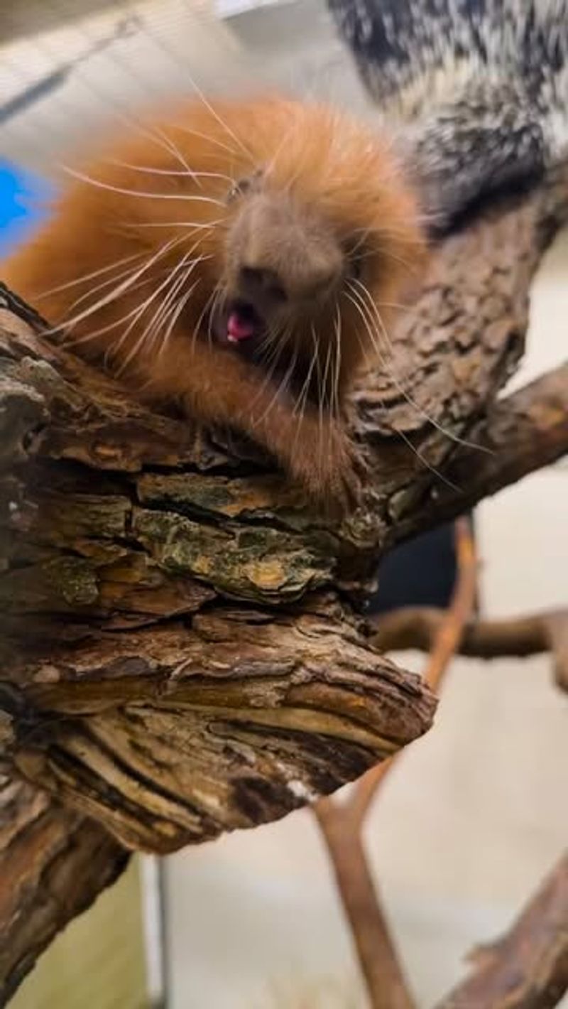 Prehensile-Tailed Porcupine