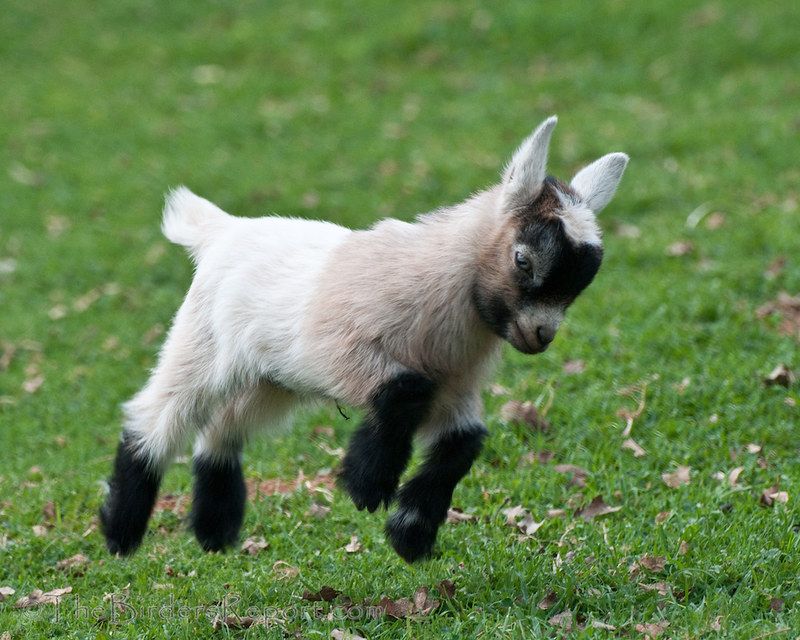 Pygmy Goat