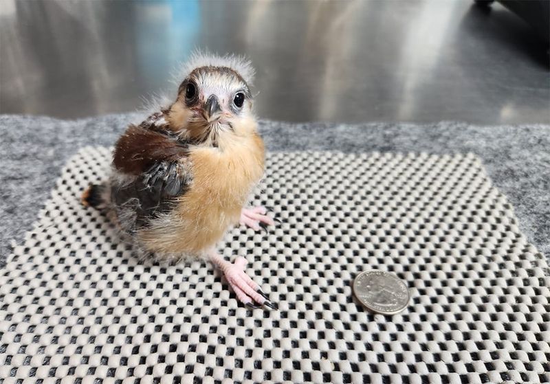 Pygmy Falcon Chick