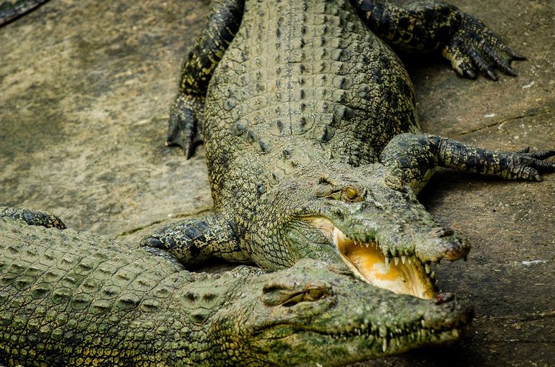Philippine Crocodile