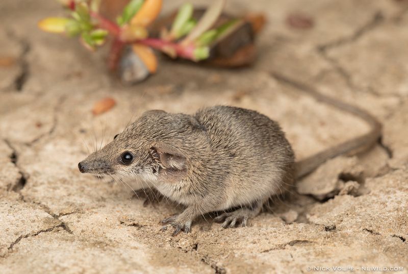 Long-tailed Planigale