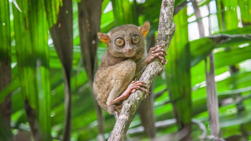Philippine Tarsier
