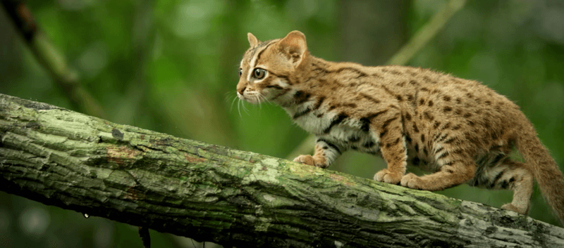 Rusty-Spotted Cat