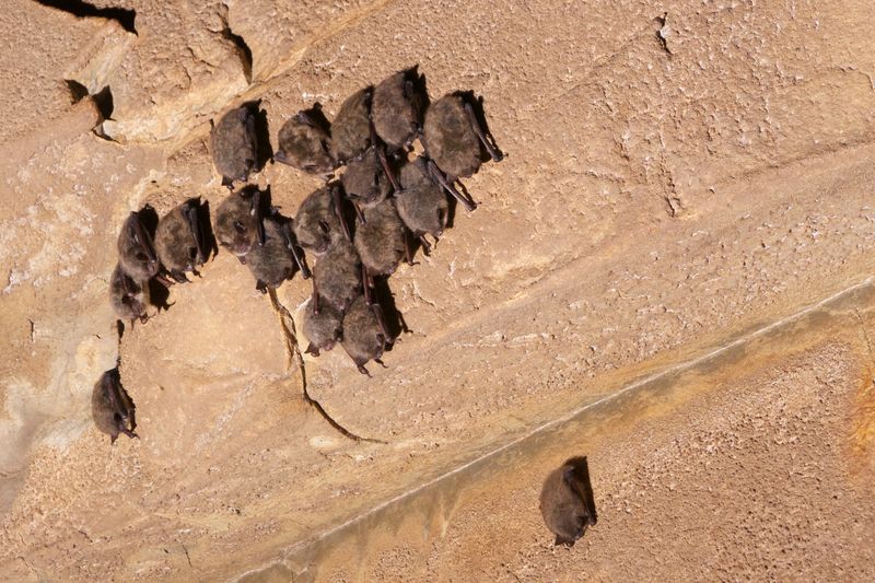 Little Brown Bat