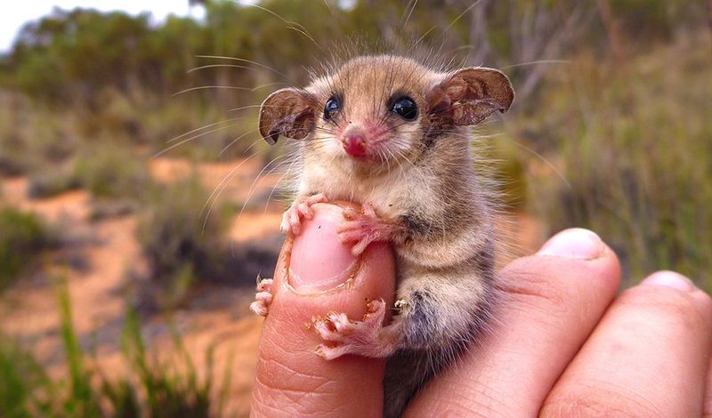 Pygmy Possum