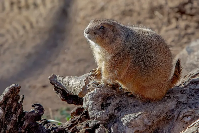 Mexican Prairie Dog